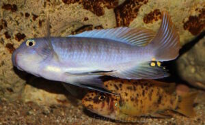 Labeotropheus fuelleborni 'Chimwalani Reef'